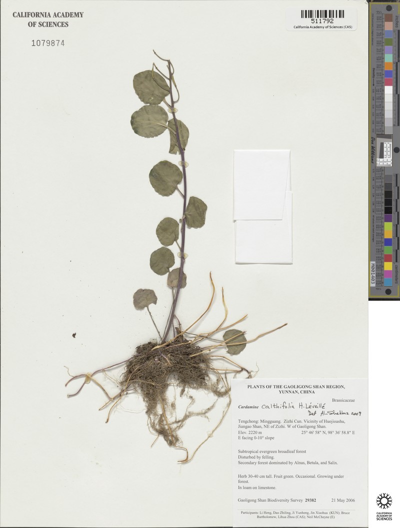 Cardamine calthifolia photo 5
