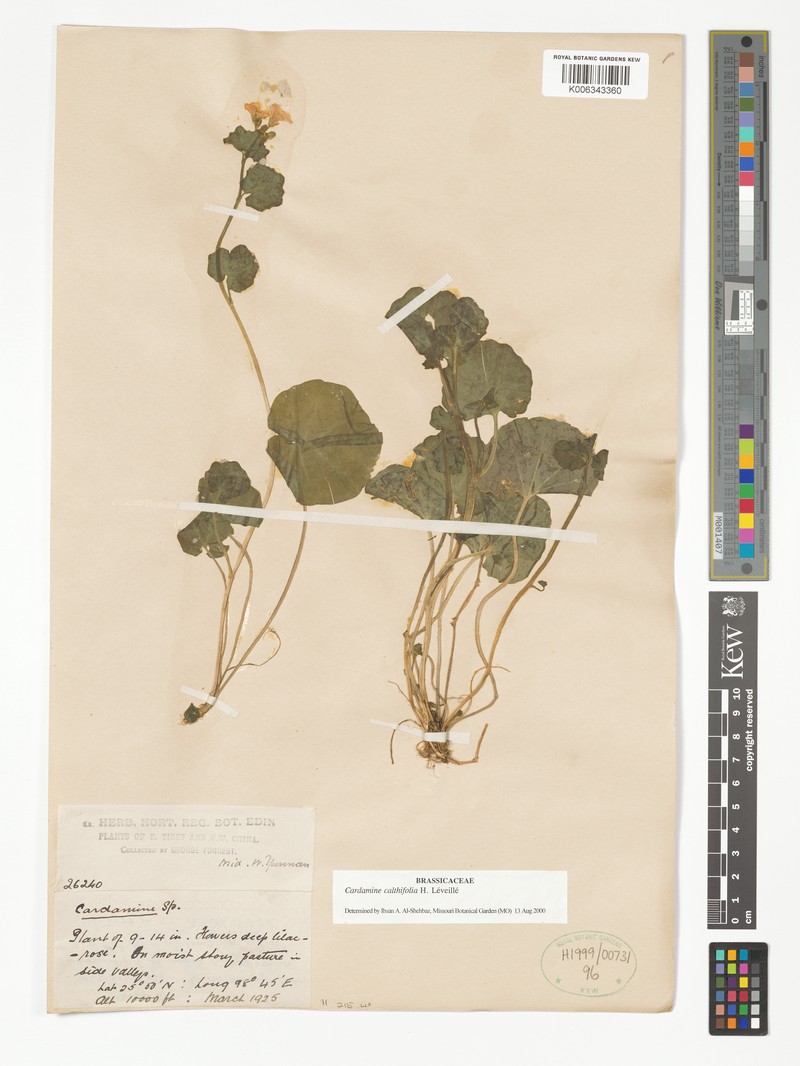 Cardamine calthifolia photo 6
