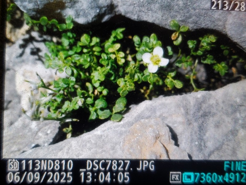Cardamine carnosa