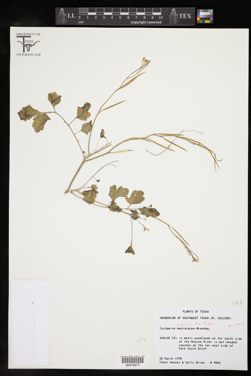 Carr's Bittercress
