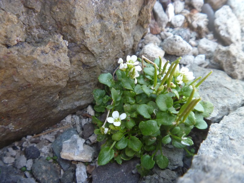 Cardamine changbaiana photo 2