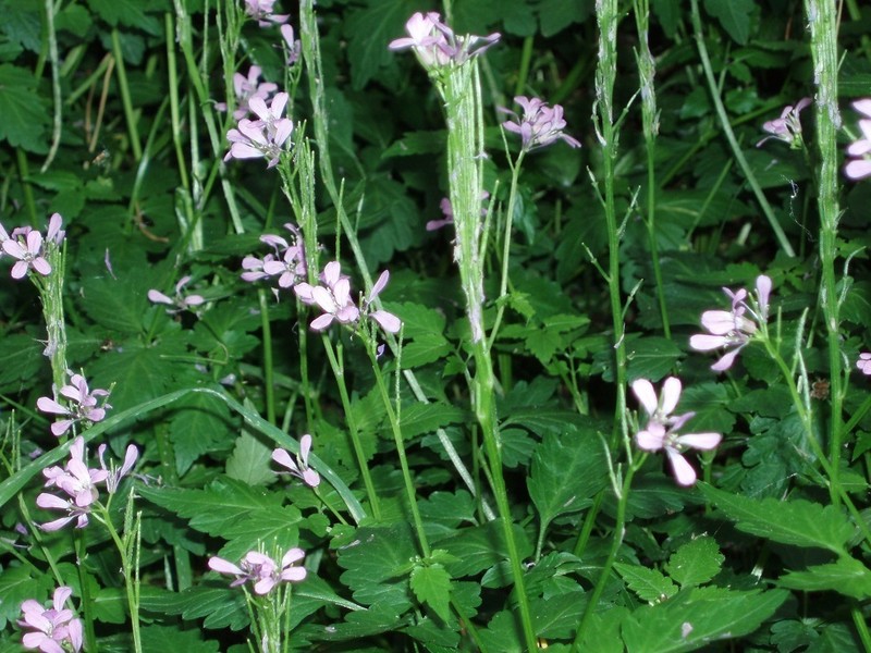 Cardamine chelidonia