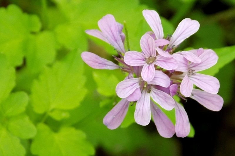 Cardamine chelidonia photo 2