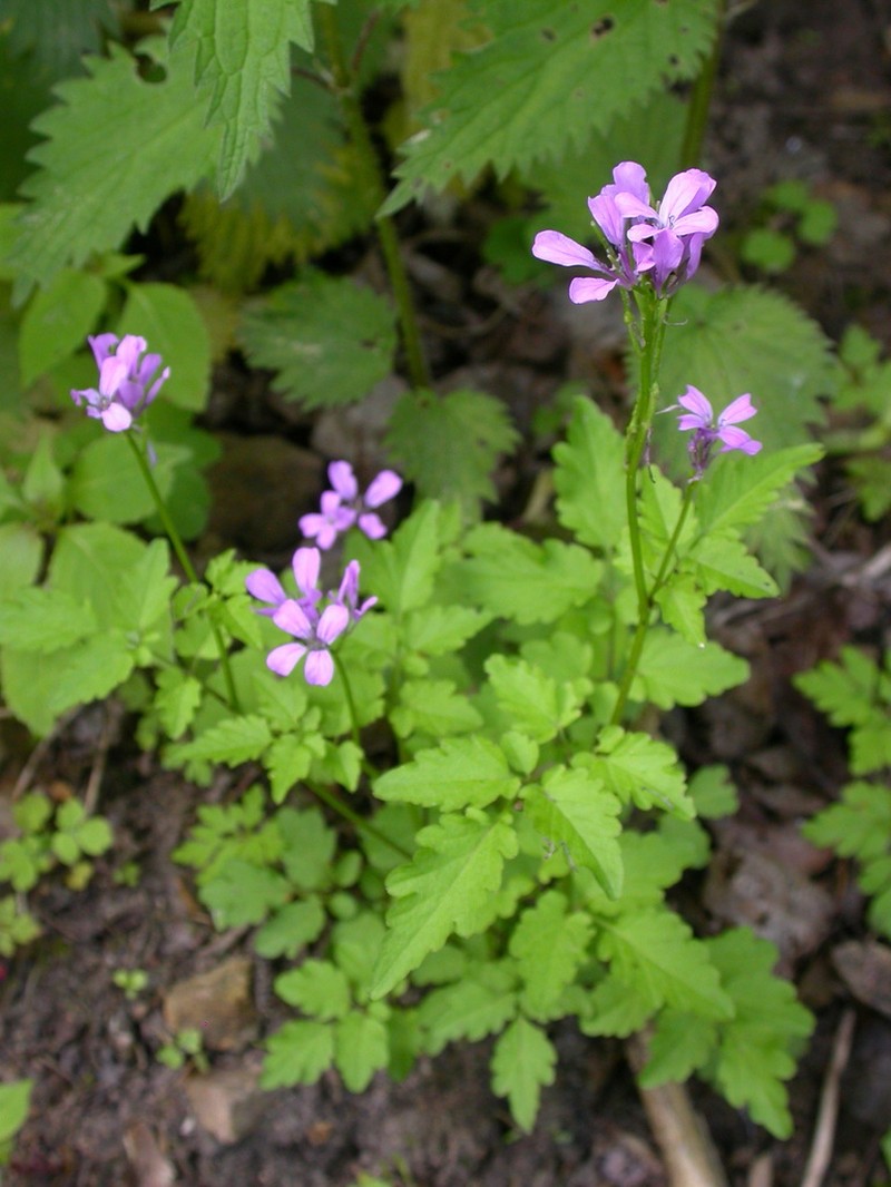 Cardamine chelidonia photo 3