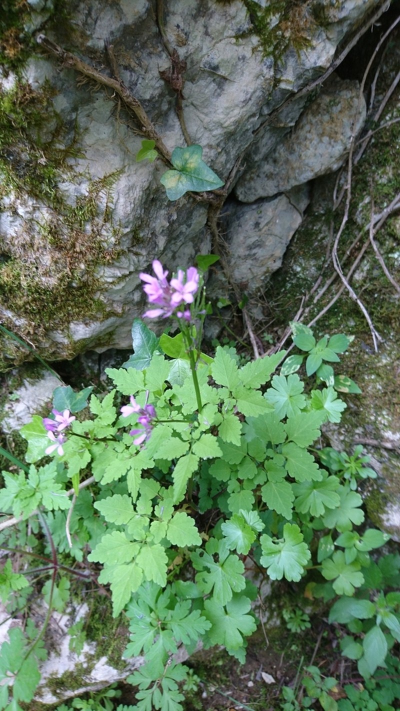 Cardamine chelidonia photo 4