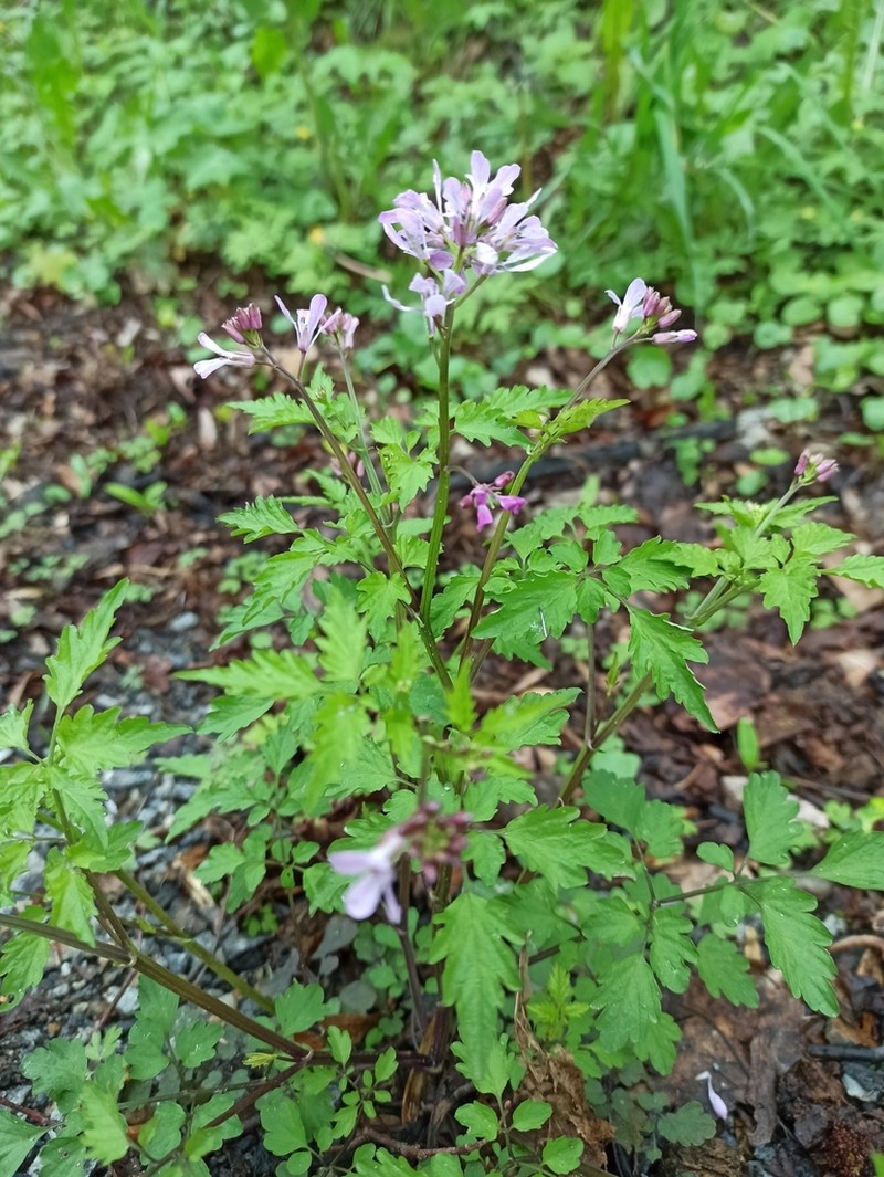Cardamine chelidonia photo 5