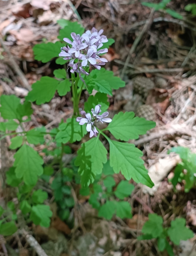 Cardamine chelidonia photo 6