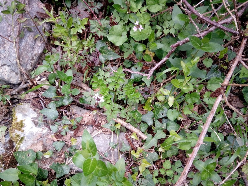 Cardamine chelidonia photo 7