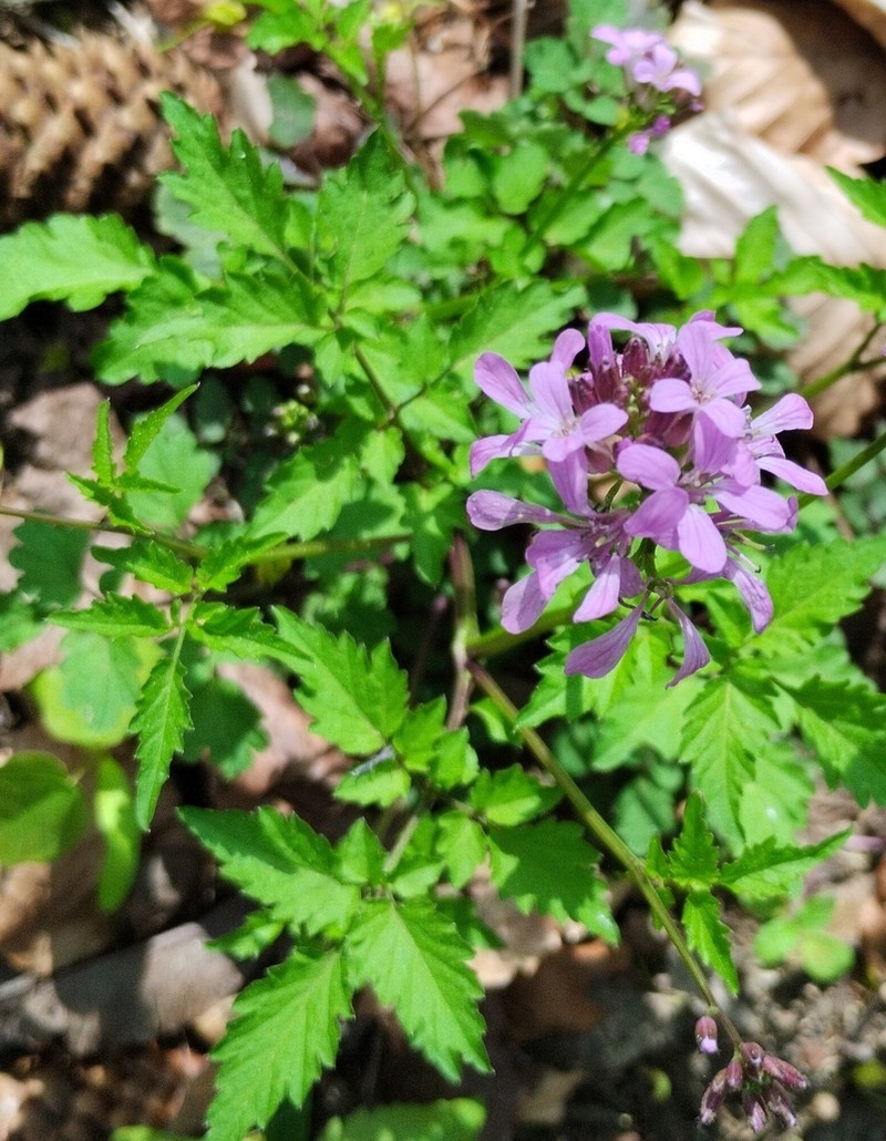 Cardamine chelidonia photo 8
