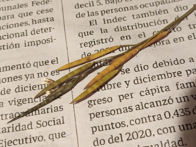 Cardamine chenopodiifolia