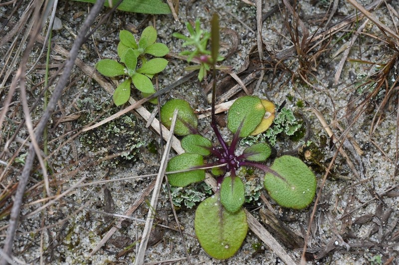 Cardamine chenopodiifolia photo 2