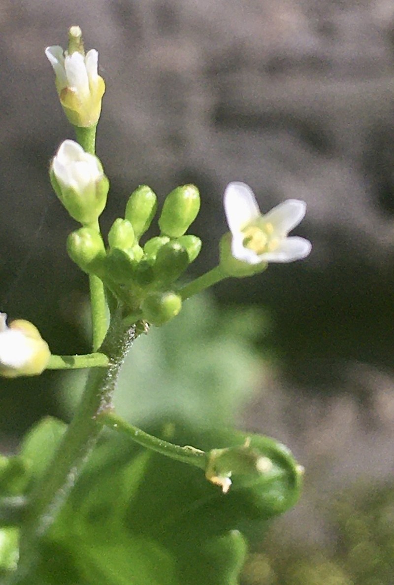 Cardamine chenopodiifolia photo 3