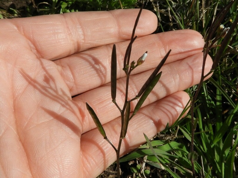 Cardamine chenopodiifolia photo 4