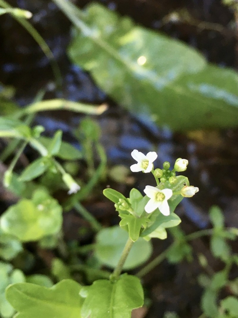 Cardamine chenopodiifolia photo 5