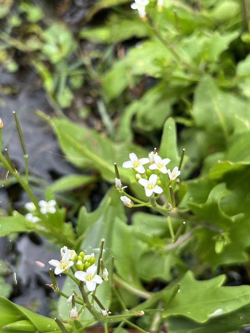 Cardamine chenopodiifolia photo 6