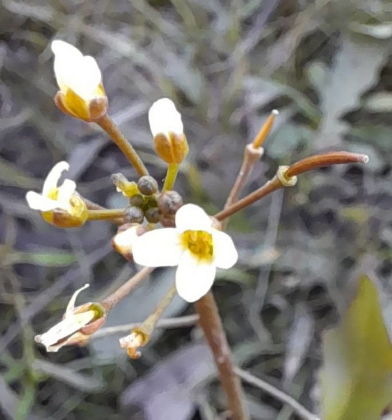 Cardamine chenopodiifolia photo 8