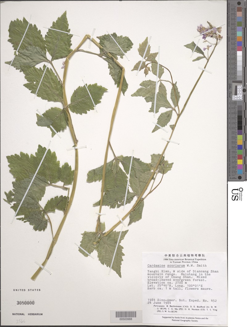 Cardamine cheotaiyienii photo 2