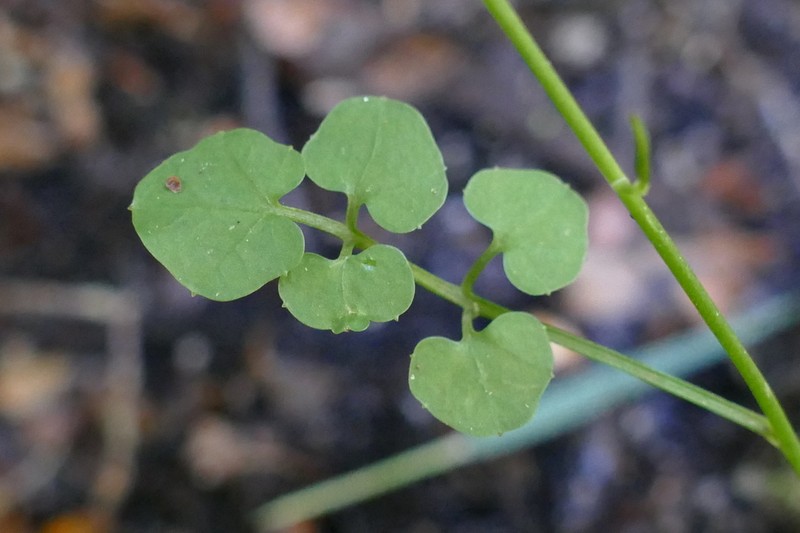 Cardamine chlorina