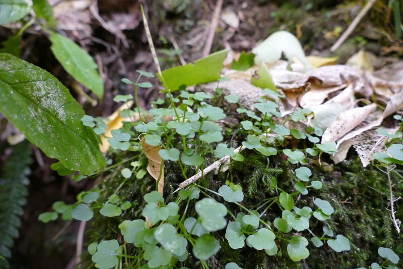 Cardamine chlorina photo 2