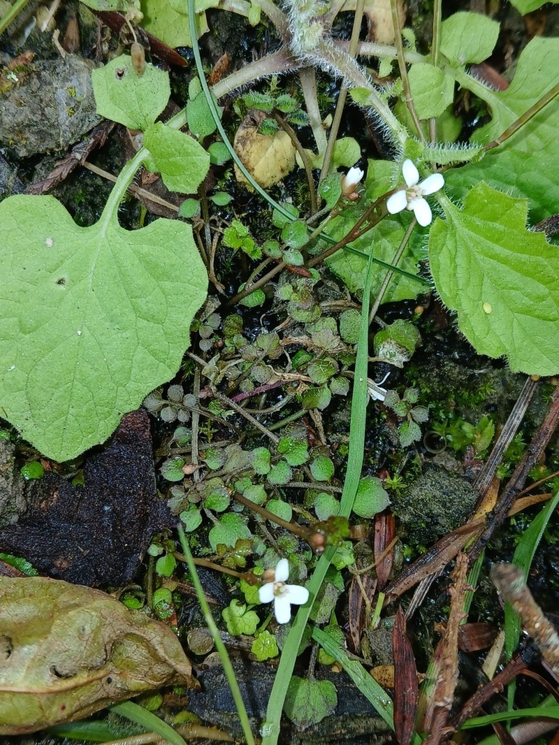 Cardamine chlorina photo 3