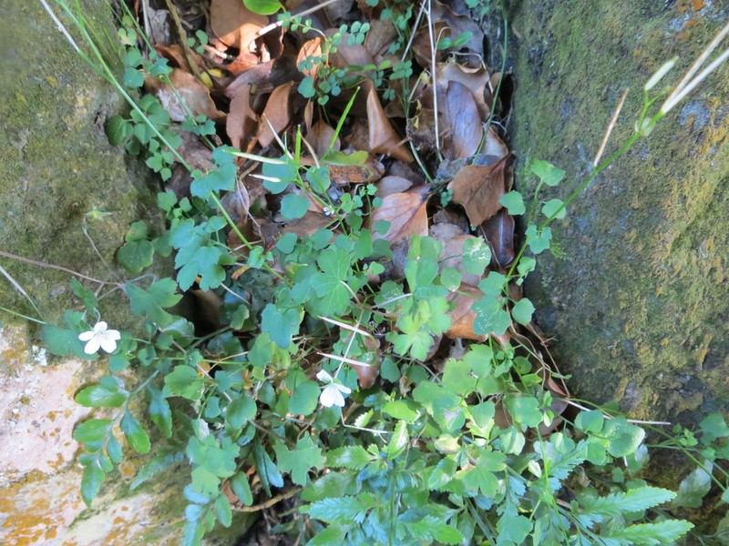 Cardamine chlorina photo 4