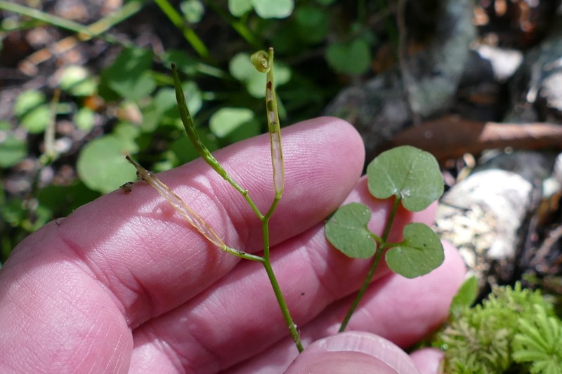 Cardamine chlorina photo 5