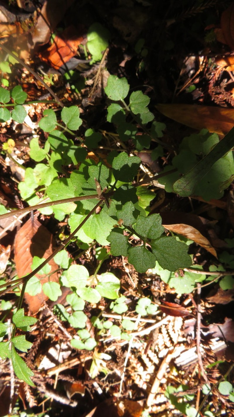 Cardamine chlorina photo 6