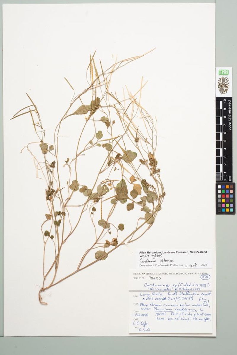 Cardamine chlorina photo 7