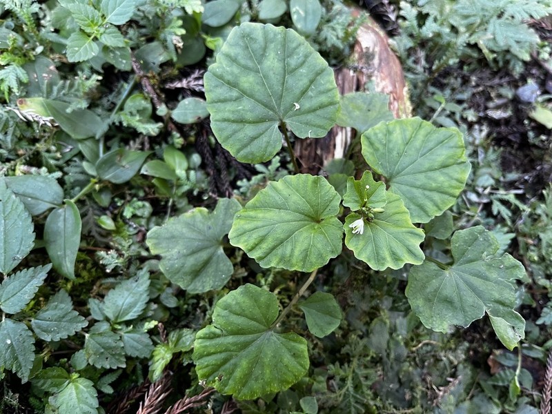 Cardamine circaeoides photo 2