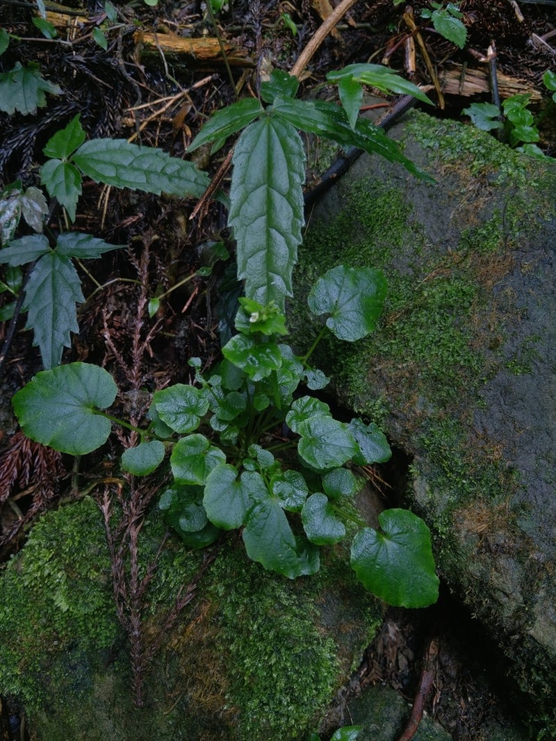 Cardamine circaeoides photo 3