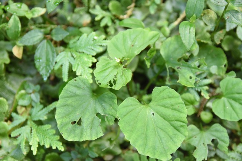 Cardamine circaeoides photo 4