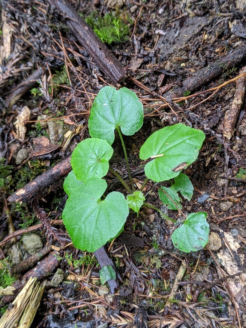 Cardamine circaeoides photo 5