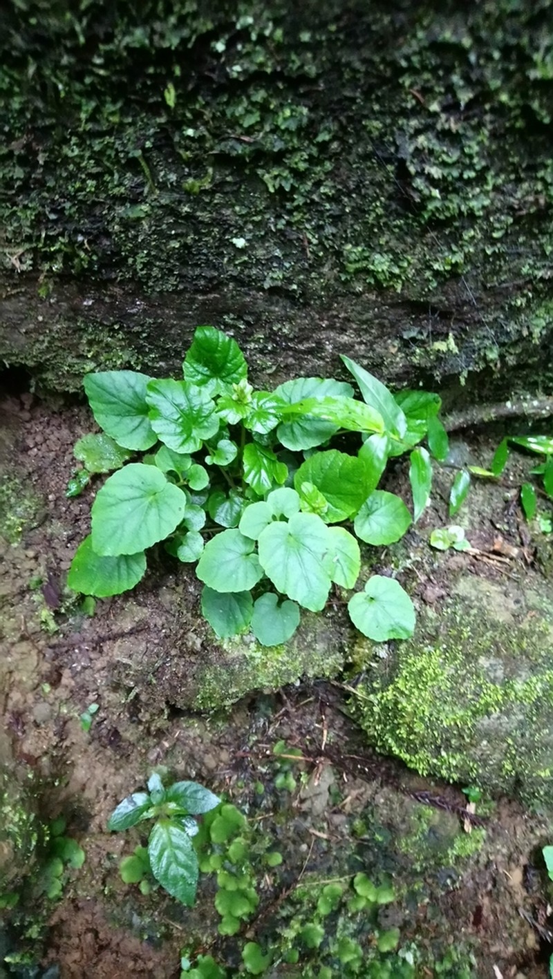 Cardamine circaeoides photo 6