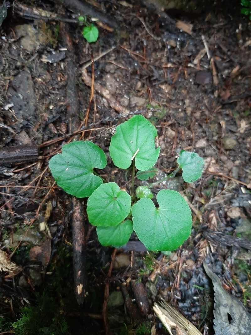 Cardamine circaeoides photo 7