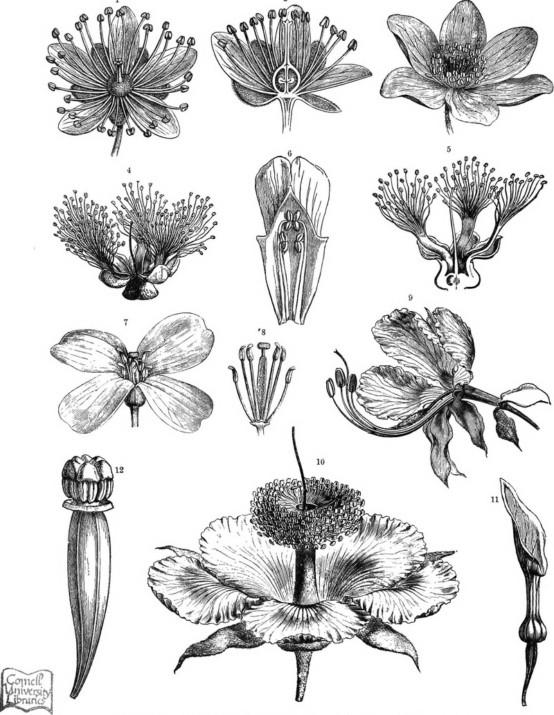 Small Mountain Bittercress