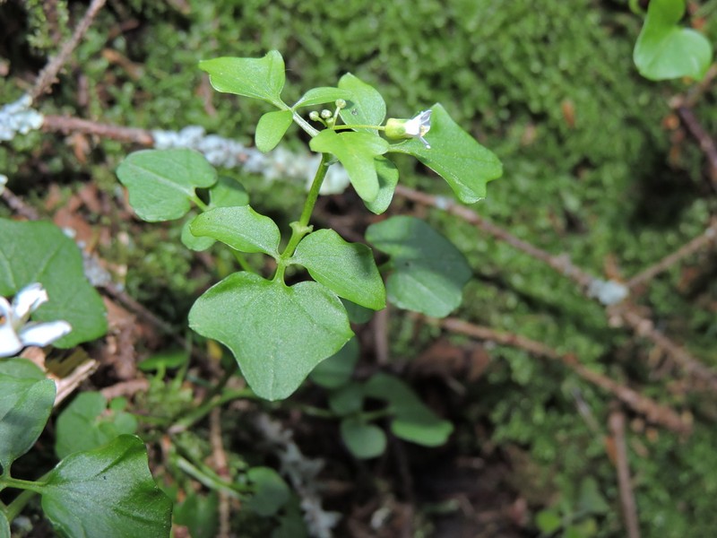 Small Mountain Bittercress