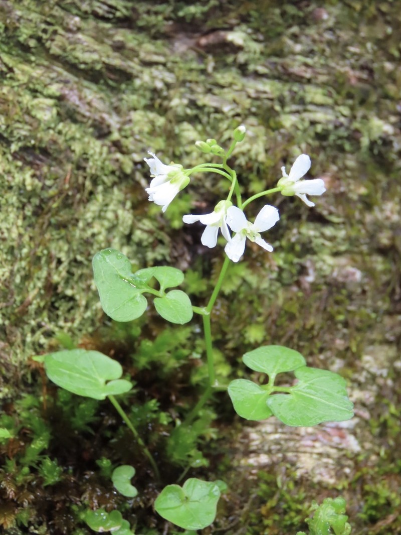 Small Mountain Bittercress photo 2