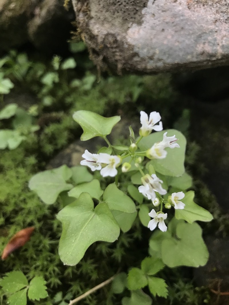 Small Mountain Bittercress photo 3