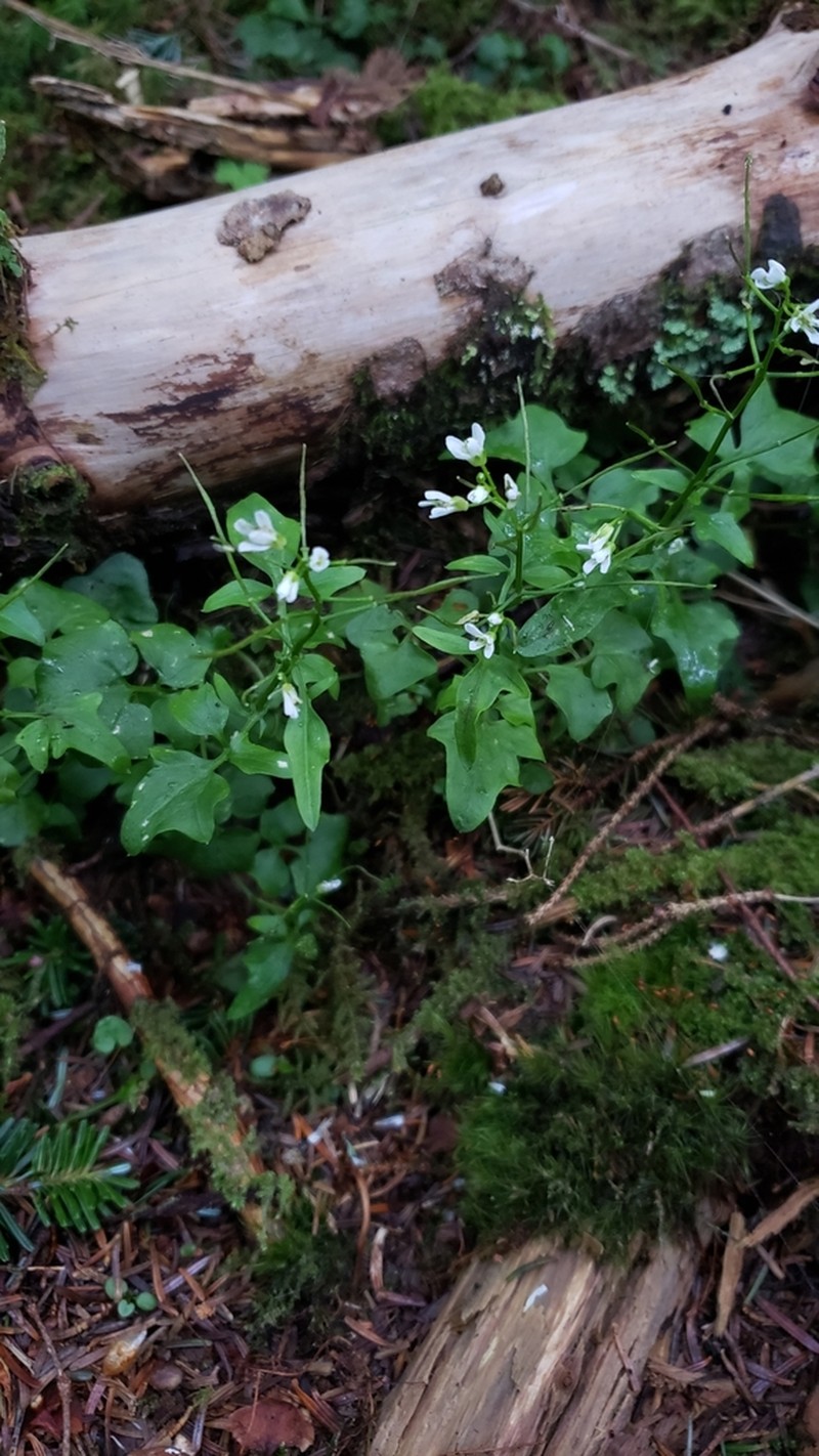 Small Mountain Bittercress photo 4