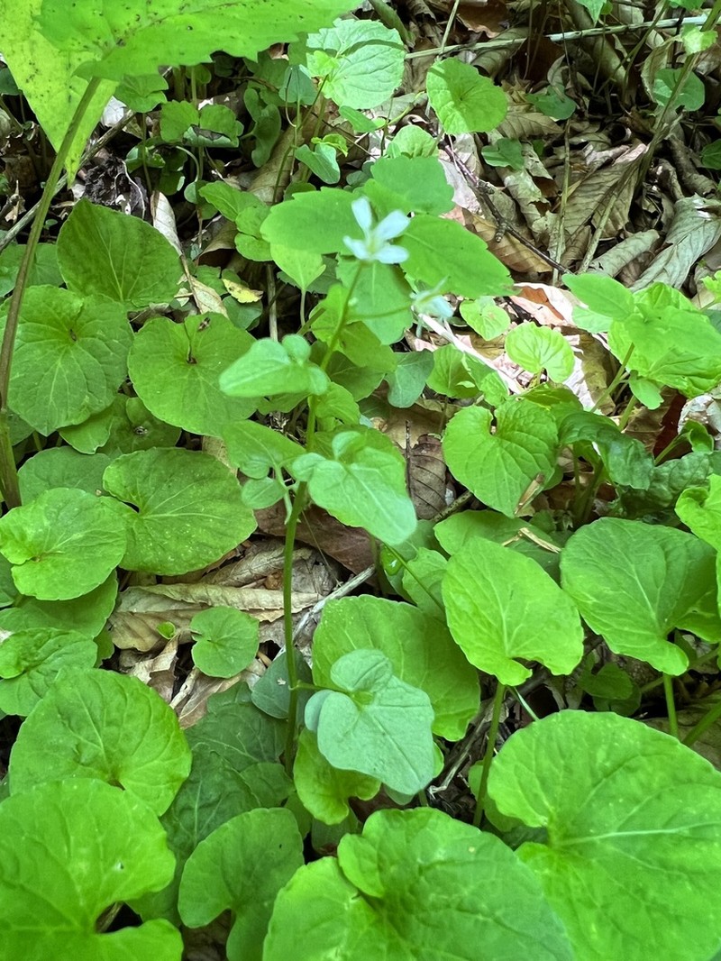 Small Mountain Bittercress photo 5