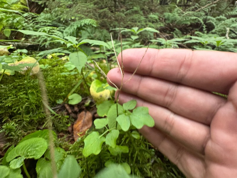 Small Mountain Bittercress photo 6