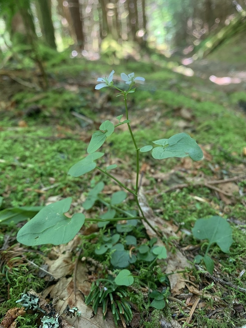Small Mountain Bittercress photo 7