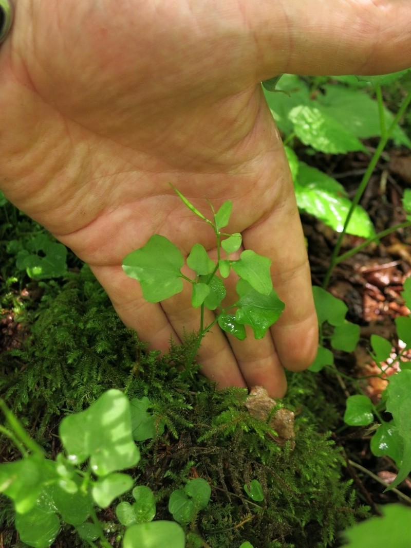 Small Mountain Bittercress photo 8