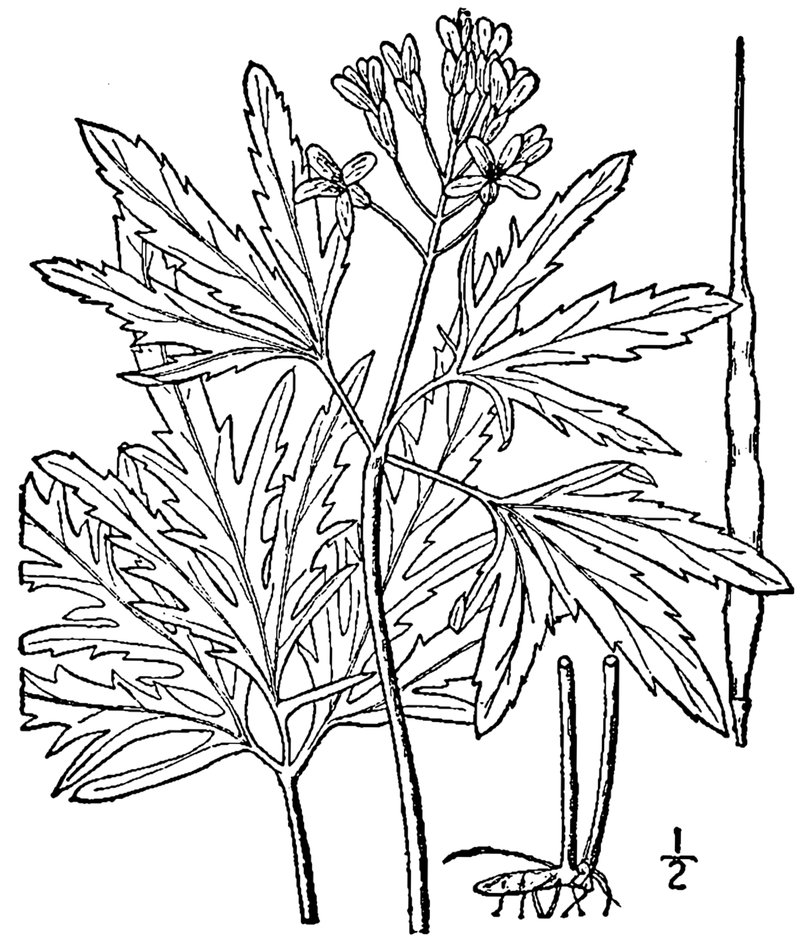 Cutleaf Toothwort photo 2