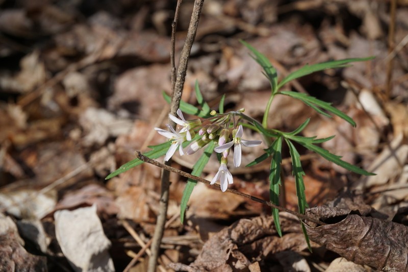 Cutleaf Toothwort photo 3