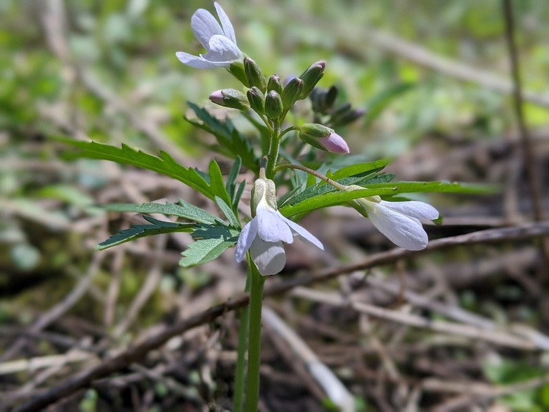 Cutleaf Toothwort photo 4