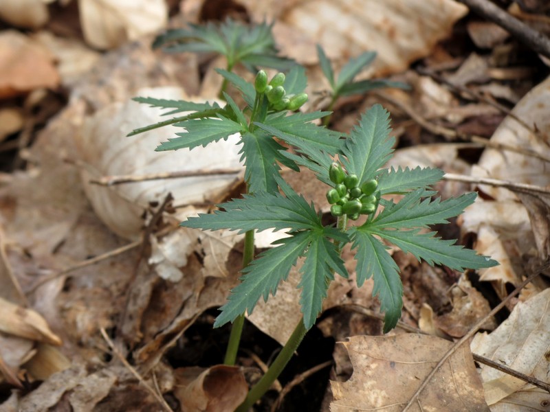 Cutleaf Toothwort photo 5