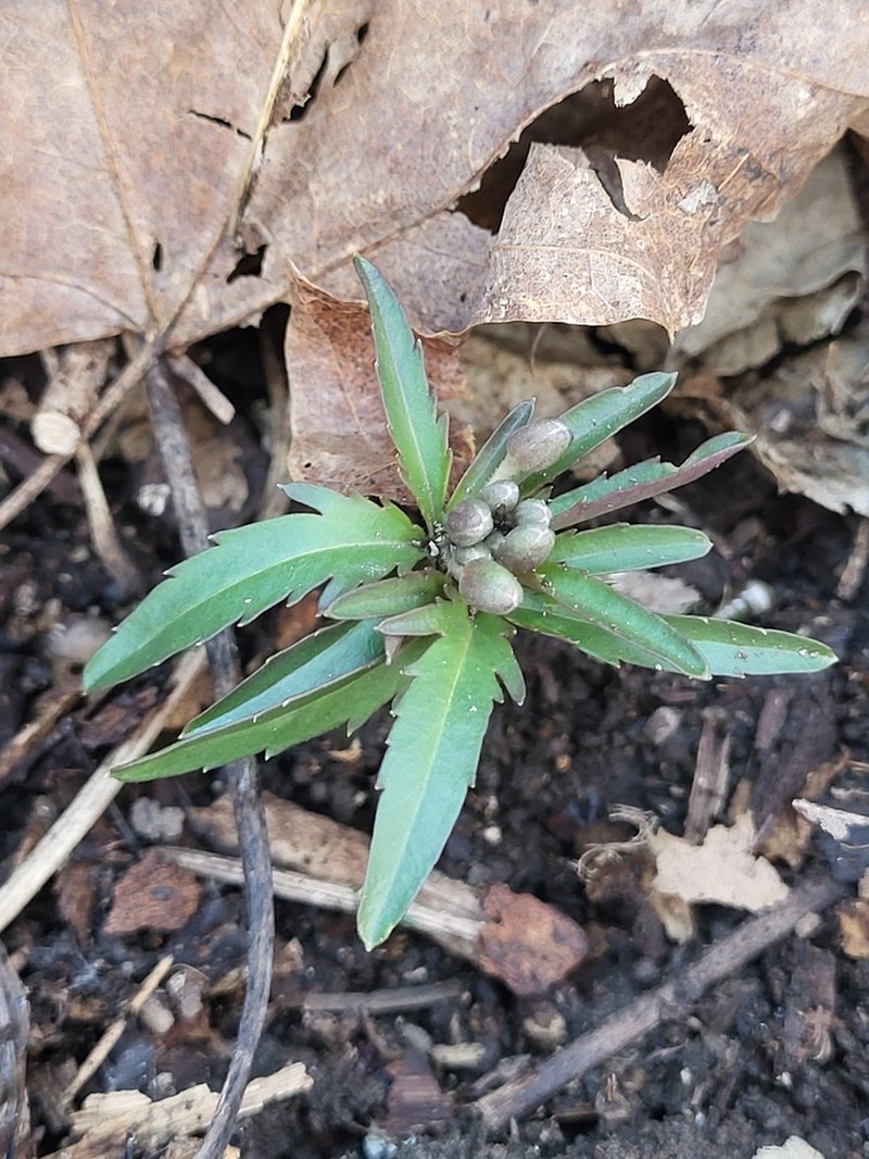 Cutleaf Toothwort photo 6