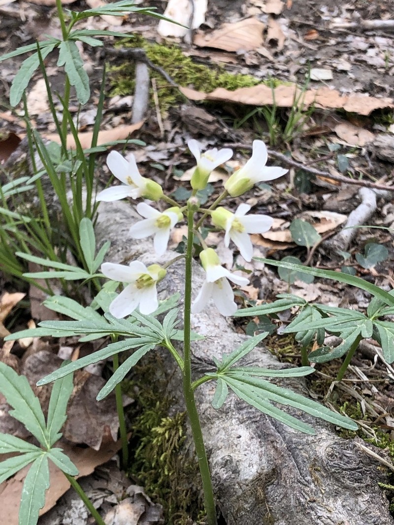Cutleaf Toothwort photo 7