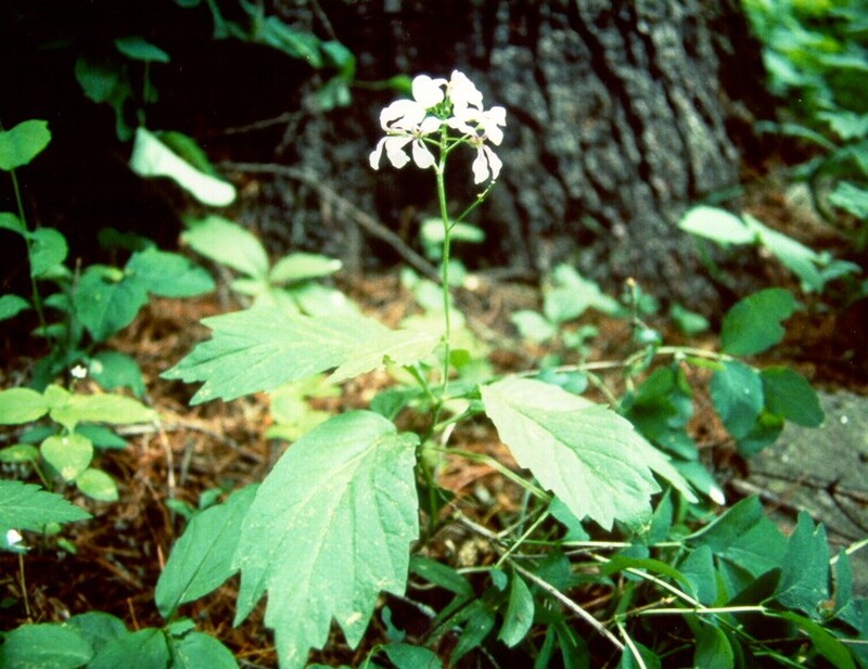 Constance's Bittercress